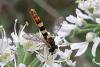 Sphaerophoria scripta